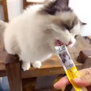 Cat Treats For Cat Buy 10 Ship 20 Cat Snacks Pet Cat Treat Kitty Treats 15g Cat Strip Fresh Wet Food