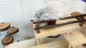 🇸🇬 3-Tier Hamster Combination Playground: Fence Platform Guinea Pig Small Animal Set