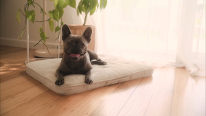 FuzzYard Life Lounge Mat for Dogs - Luxurious Comfort | 5 Colors with 2 Sizes (M/L)