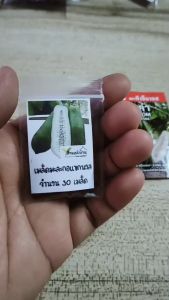 30 เมล็ด มะละกอแขกนวล เมล็ดมะละกอแขกนวล มะละกอ เมล็ดมะละกอ