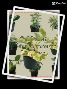 5 ฟรี ต้นไม้มงคล ไม้ฟอกอากาศ ต้นใหญ่ รากแน่น ต้นไม้เสริมดวง