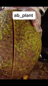 Bibit Nangka Madu Super Okulasi Berbuah Dalam Pot