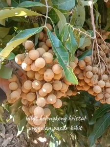 Bibit Kelengkeng New Kristal: Cara Menanam & Merawat