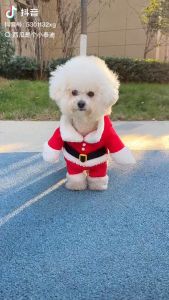 Christmas Pet Clothes Sets: Cats & Dogs Santa Hat Set