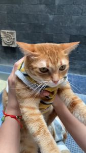 Cassiel Pet Ear Cleaner - Tetes Pembersih Telinga Anjing/Kucing Hilangkan Bau Kotoran Infeksi Kutu