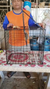 กรงดักนก แบบกรงตะแกลงเหล็ก ดักได้ทีละหลายตัว ดักได้ทั้งวันทั้งคืน ขนาด กว้าง 35 เซน ยาว 50 เซน สูง 50 เซน ดักนกได้หลายชนิดท่านใดเจอนกกวนใจใช้กรงนี้ดักไปปล่อยในที่ๆเขาควรอยู่ได้ ใช้งานง่ายแข็งแรงเข้าแล้วออกไม่ได้