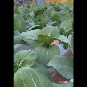 ผักซอง ม้ารูง หอมแบ่ง เมล็ดพันธุ์ผัก เมล็ดผัก เมล็ดพึงพ์ผู้ชาย ผักสวนครัว