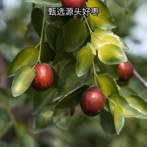 LAOJIEKOU | Wash-free Crispy Pregnant-friendly Jujubes 500g