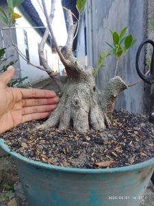 Kimeng Bogel Prokar. Realpict