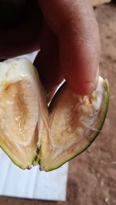 buah pohon pinang muda/tua segar 1kg murah meriah obat herbal tradisional alami