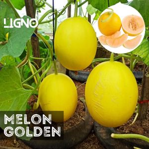 Benih MELON GOLDEN - Biji Bibit Buah