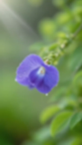 Teh Bunga Telang Tazakka Minuman Herbal Celup Isi 20 Kantong Tea Antioksidan Dan Relaksasi Alami