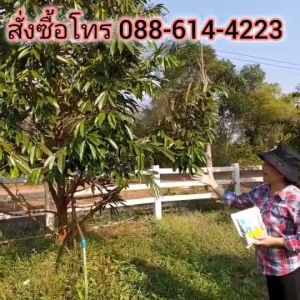 ไม้สด ฉีดพ่นใบ 500 กรัม บำรุงดิน บำรุงราก บำรุงใบ ใบใหญ่ ใบหนา ใบดก ใบสีเข้ม แตกยอดดี ลำต้นสมบูรณ์ ดอกผลสมบูรณ์