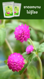 ชาดอกบานไม่รู้โรย (Gomphrena Flower Tea) ตราไร่กฤติยา - ชาดอกไม้ กลิ่นหอม ดื่มง่าย ได้มาตรฐาน