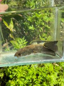 CHANNA LIMBATA MALE STRONG COLOUR 5INCI