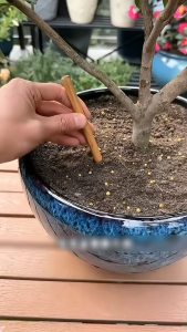 [Buy 2 Get 1 Free] Plant Recovery and Regeneration Fertilizer Water-Soluble Fertilizer for Potted Plants SPPN55