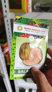 Benih Blewah BALADEWA 20 Gram Cap Bunga Matahari Tidak Lembek & Wangi