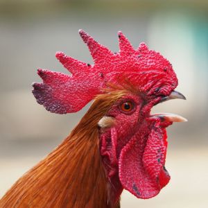 monster pro makanan ayam laga