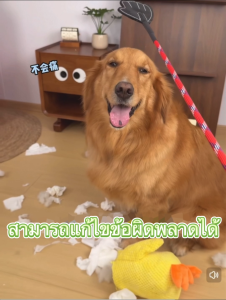 ไม้ฝึกสุนัขรูปมือคุณภาพสูง สีสุ่มส่ง มีทั้งแบบสั้นและยาว น้ำหนักเบา ใช้ง่าย เหมาะสำหรับการฝึกพื้นฐานทุกประเภท