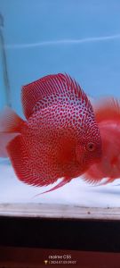 Discus Aquascape / Discus Lss eruvtion kualitas terbaik