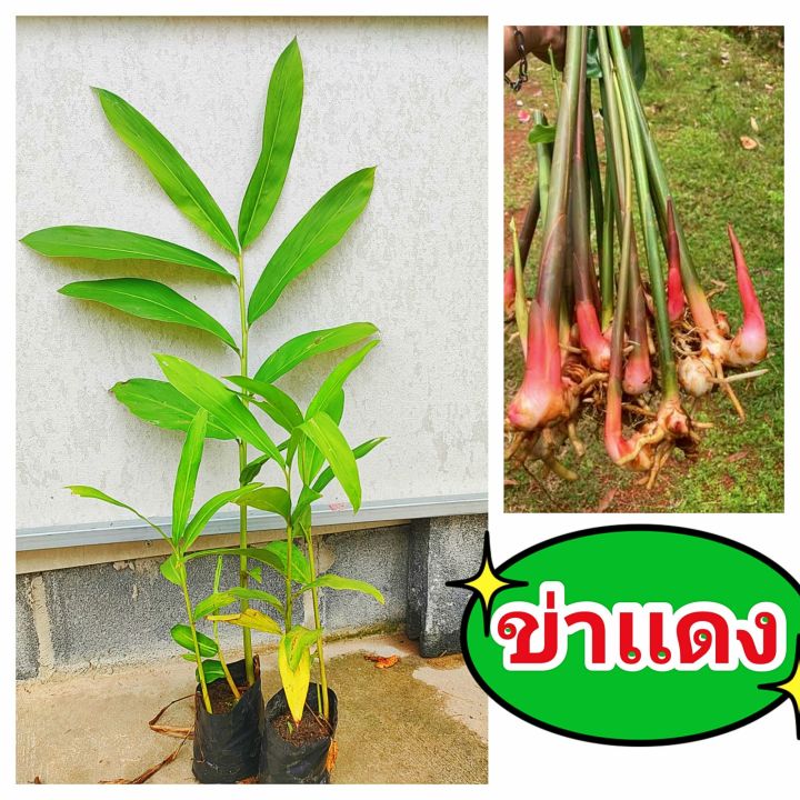 ข่าเเดง นิยมรับประทานเป็นข่าอ่อน ,ข่าเเก่นำไปทำยาสมุนไพรได้  ต้นพันธุ์เเข็งเเรงพร้อมปลูก สินค้าเสียหายยินดีเคลมฟรี