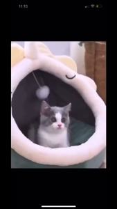 Four Seasons Universal Semi-Closed Doghouse Cathouse Wear-Resistant Stain-Resistant Cathouse Doghouse Winter Warm Kennel  Bed Wholesale