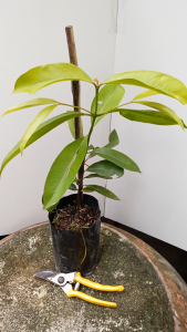 ต้นส้มมวง ต้นชะมวง ถุงเพาะ 4นิ้ว ส้มป้อง ส้มมวง