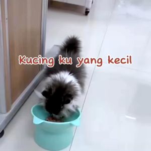 VITAMIN GEMUK Kucing Penambah Nafsu Makan Anjing Obat Penggemuk Untuk Fitamin Anak Cat Kitten Hamil Dan Vit Adult Menyusui Suplemen Badan Ampuh Murah