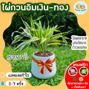 ไผ่กวนอิมเงิน-ทอง กระถาง 7 นิ้ว [แถมฟรี! เม็ดดินเผา + ปุ๋ย + ตุ๊กตาตกแต่ง]  ไม้มงคลนำโชค ไม้ฟอกอากาศ ต้นไม้น้ำ ไม้มงคล