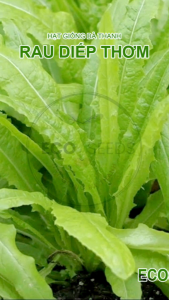 [EcoSeeds] Combo 2 Gói Hạt Giống Rau Diếp Thơm (Xà Lách Diếp Xà Lách Thân) - Cây Khỏe Độ Đồng Đều Cao - Gói 5g