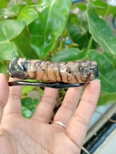 gelang akar Bahar hitam/gelang akar Bahar hitam bonggol unik/gelang akar Bahar hitam bonggol unik/gelang akar Bahar hitam asli