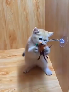 ของเล่นแมว ฐานดูดสปริงตุ๊กตาเมาส์ แท่งแมว ของเล่นทุกสี (จัดส่งจากประเทศไทย) CW55