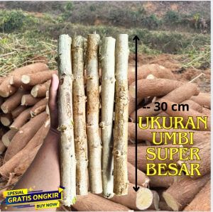 PROMO Bibit Singkong Mentega Termurah Paket 15 Batang