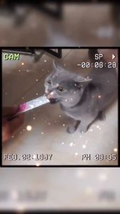 PET DIARY 50Pcs Snack Kucing Bikin Gemuk 16g/Strip Makanan Kucing Basah Cat Strip Rasa Ayam Cod