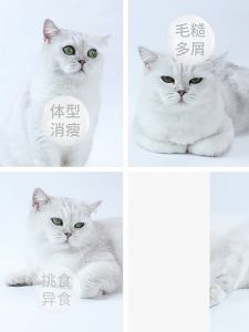 Viên Canxi chó mèo giúp bổ sung canxi chắc khỏe xương trong mọi giai đoạn phát triển