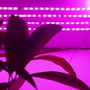 Đèn LED Trồng Cây USB Điều Chỉnh Độ Sáng Phổ Ánh Sáng Đầy Đủ Chống Nước IP65 DC 5V Dạng Dải Đèn Phyto Dành Cho Rau Và Hoa Có Công Tắc