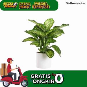 Hasilbumiku - Tanaman Hias Hidup Aglonema Dieffenbachia Cantik Siap Tanam Premium