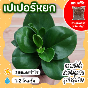 เปเปอร์หยก พร้อมกระถาง 3 นิ้ว  *แถมกาบมะพร้าว* ต้นไม้มงคล ต้นไม้จิ๋ว เสริมโชคลาภ ช่วยดึงดูดเงิน ความมั่งคั่ง ต้นไม้แต่งบ้าน แต่งคอนโด