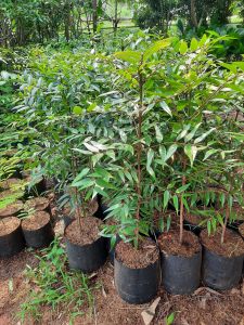 TANAMAN HIAS DAMAR 1 METER / TANAMAN PELINDUNG DAMAR