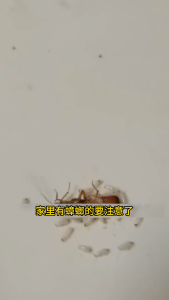 【🇸🇬𝗦𝗚 𝗦𝗧𝗢𝗖𝗞】Strong Cockroach Repellent Plant deworming gel Safe & Non-toxic drive away Cockroach ants totally