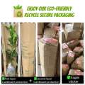 (GG real plant) syngonium green star ^  podophyllum arrowhead pokok keladi hiasan rumah indoor house ps. 