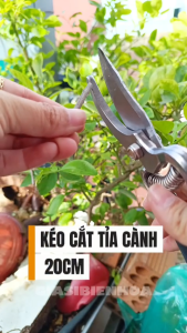 Kéo Cắt Tỉa Cành Cây Lưỡi Cong Dài 20cm Có Lò Xo