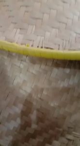 CAPING PLIPIT KUNING/ CAPING KEBUN/ CAPING TRENGGALEK