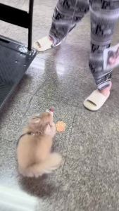 สายจูงสัตว์เลี้ยงไนลอนแบบยืดหดได้ Pet Leash Nylon Retractable DAHK Pet