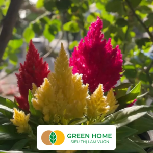 Hạt Giống Hoa Mào Gà Đuôi Phụng Nhiều Màu GreenHome Gói 01g~200 hạt Dễ Trồng Quanh Năm H18