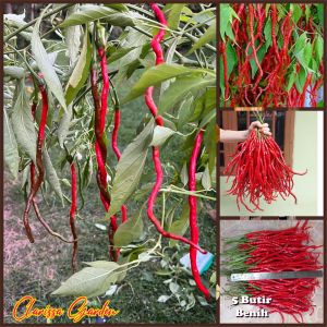 5 BUTIR BIJI/BENIH CABE TERPANJANG THUNDER MOUNTAIN LONGHORN