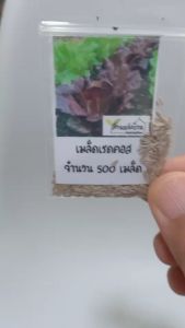 500 เมล็ด ผักสลัดเรดคอส Red Cos เมล็ดผักสลัดเรดคอส ผักสลัด เมล็ดผักสลัด เรดคอส เมล็ดเรดคอส ผักคอส เมล็ดผักคอส