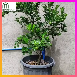 BinhiPLAZA™ - Bonsai Kalamansi (5 Seeds) for Planting Vegetable Plants + Instructions Dwarf Calamansi F1 Plant Seed