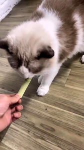 Cat Grass Stick Premium Snack Kucing Anti Hairball - Rumput Kucing Bentuk Stick - Snack Kucing Murah / Membantu membersihkan gigi kucing dan pencernaan kucing GPO