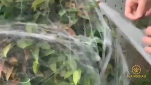 Halloween Spider Webs Decorations with Fake Spiders Super Stretchy Artificial Cobwebs for Haunted House Indoor Outdoor Decor